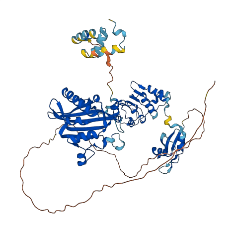 NXF1 3D structure