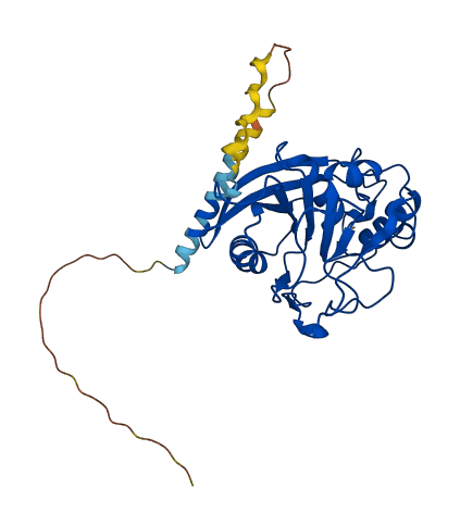 B4GALT7 3D structure