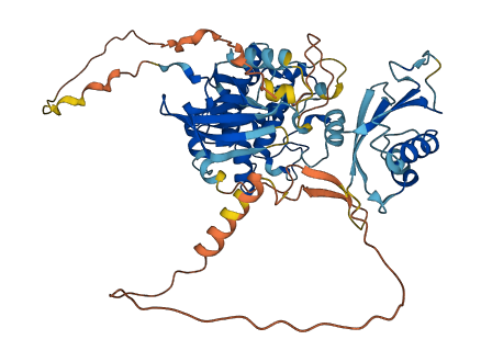 STK39 3D structure