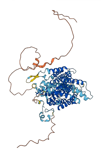 SLC23A2 3D structure