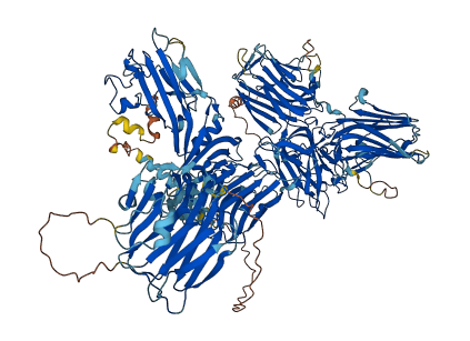 CNTNAP2 3D structure
