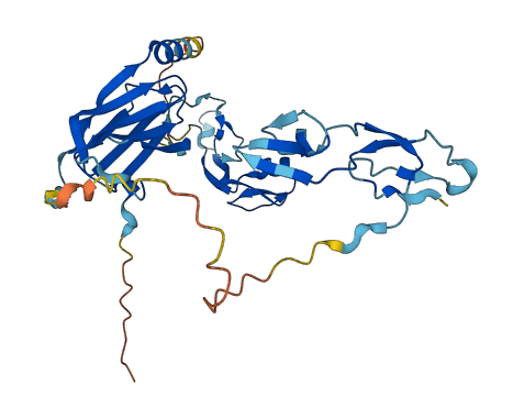 CHORDC1 3D structure