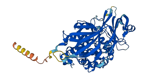 PCYOX1 3D structure