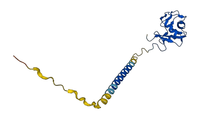 CLEC2D 3D structure