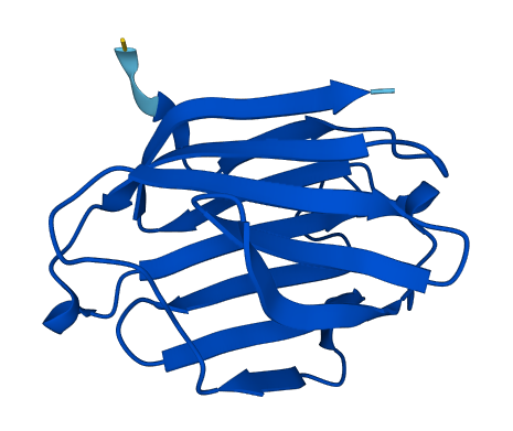 LGALS13 3D structure