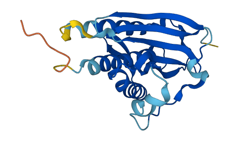 MAD2L2 3D structure