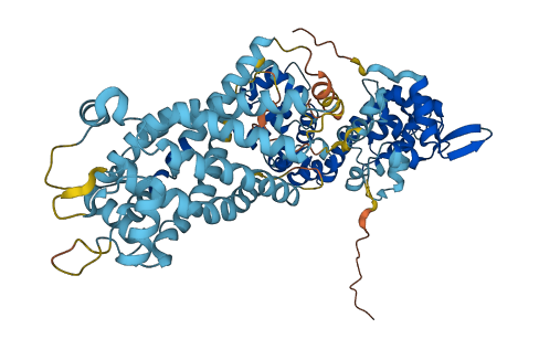 SLC25A13 3D structure