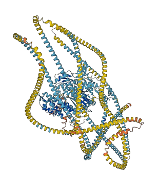 MYH2 3D structure