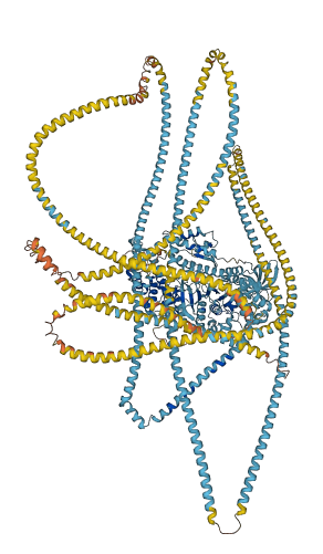 MYH13 3D structure