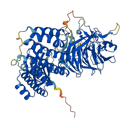 MKLN1 3D structure