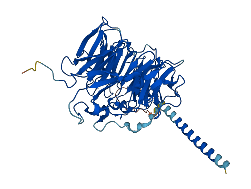 CORO1C 3D structure