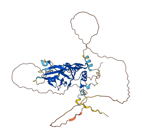 TBX20 3D structure