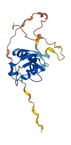 NENF 3D structure