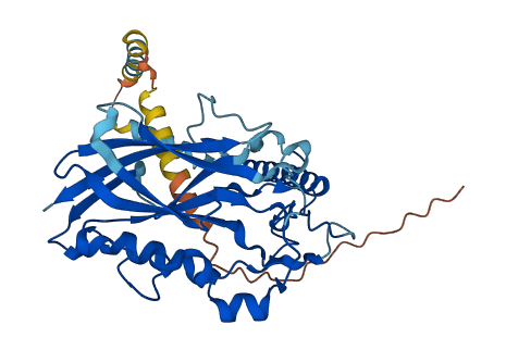 ATP1B4 3D structure