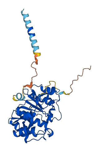 A4GNT 3D structure