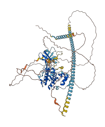 CDK11A 3D structure