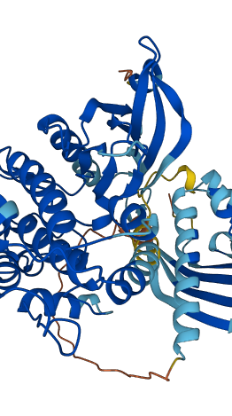 CAMK2A 3D structure