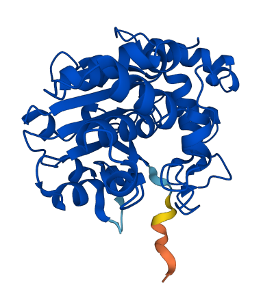 Sult1c2a 3D structure
