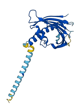 PRELID1 3D structure