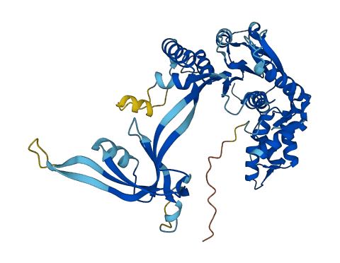 RUVBL1 3D structure
