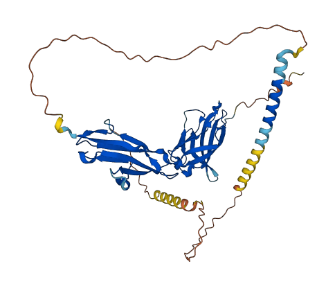 VSIG4 3D structure