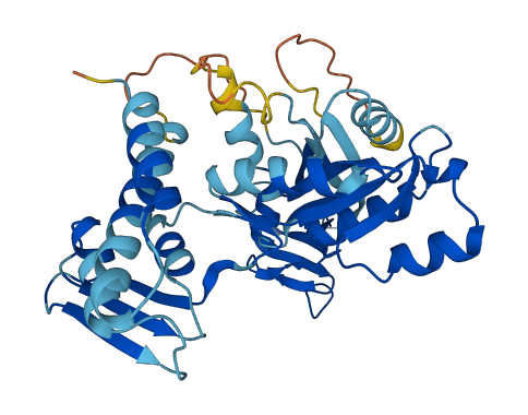 DRG1 3D structure