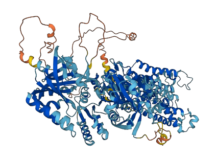 ATP11B 3D structure