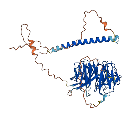 WDR37 3D structure