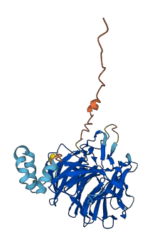 KLHDC2 3D structure