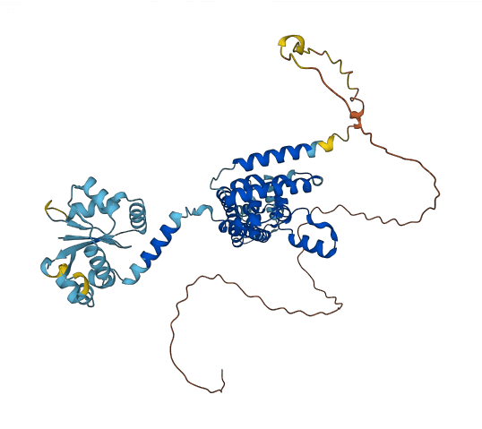 NOP58 3D structure