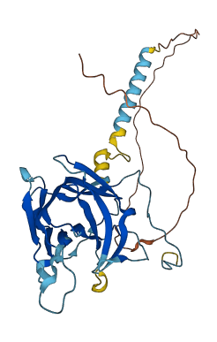 NDUFAF1 3D structure
