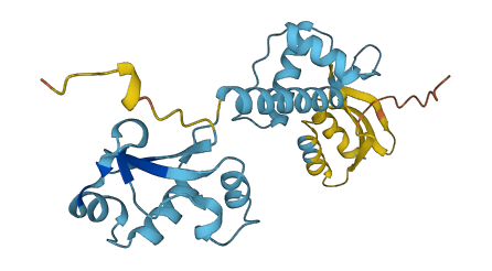 SBDS 3D structure