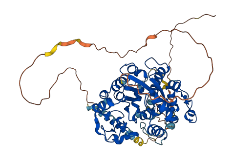 CHST2 3D structure