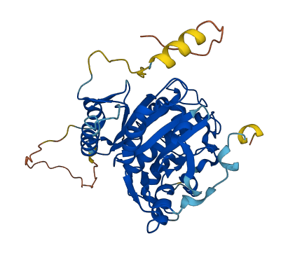 ATG4B 3D structure