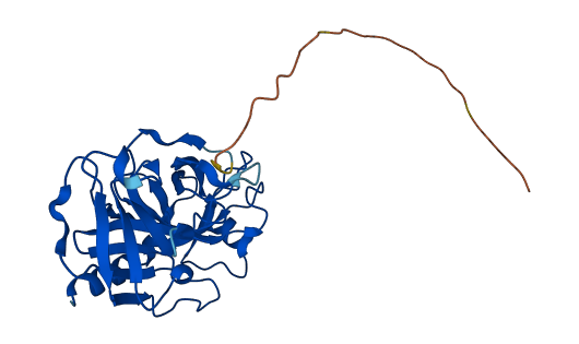 KLK4 3D structure