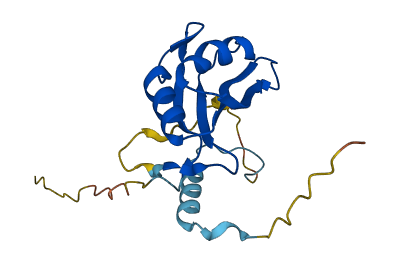 RBM8A 3D structure