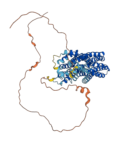 FLVCR1 3D structure