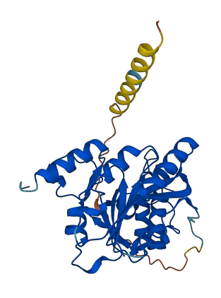 B3GALT1 3D structure