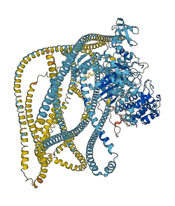 MYH4 3D structure