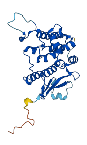 CLIC4 3D structure
