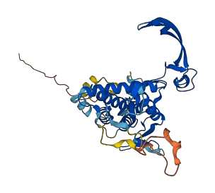WNT6 3D structure