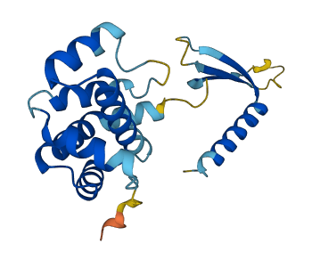COMMD10 3D structure