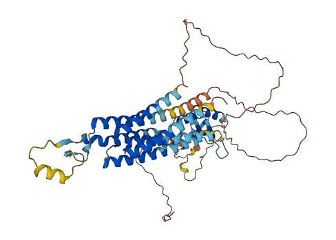 SLC30A1 3D structure
