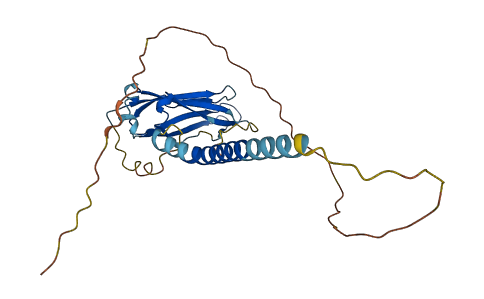 COX11 3D structure