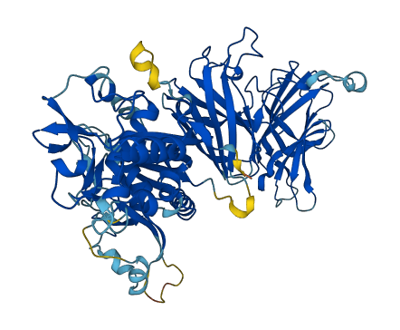 CAPN6 3D structure