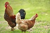 avian