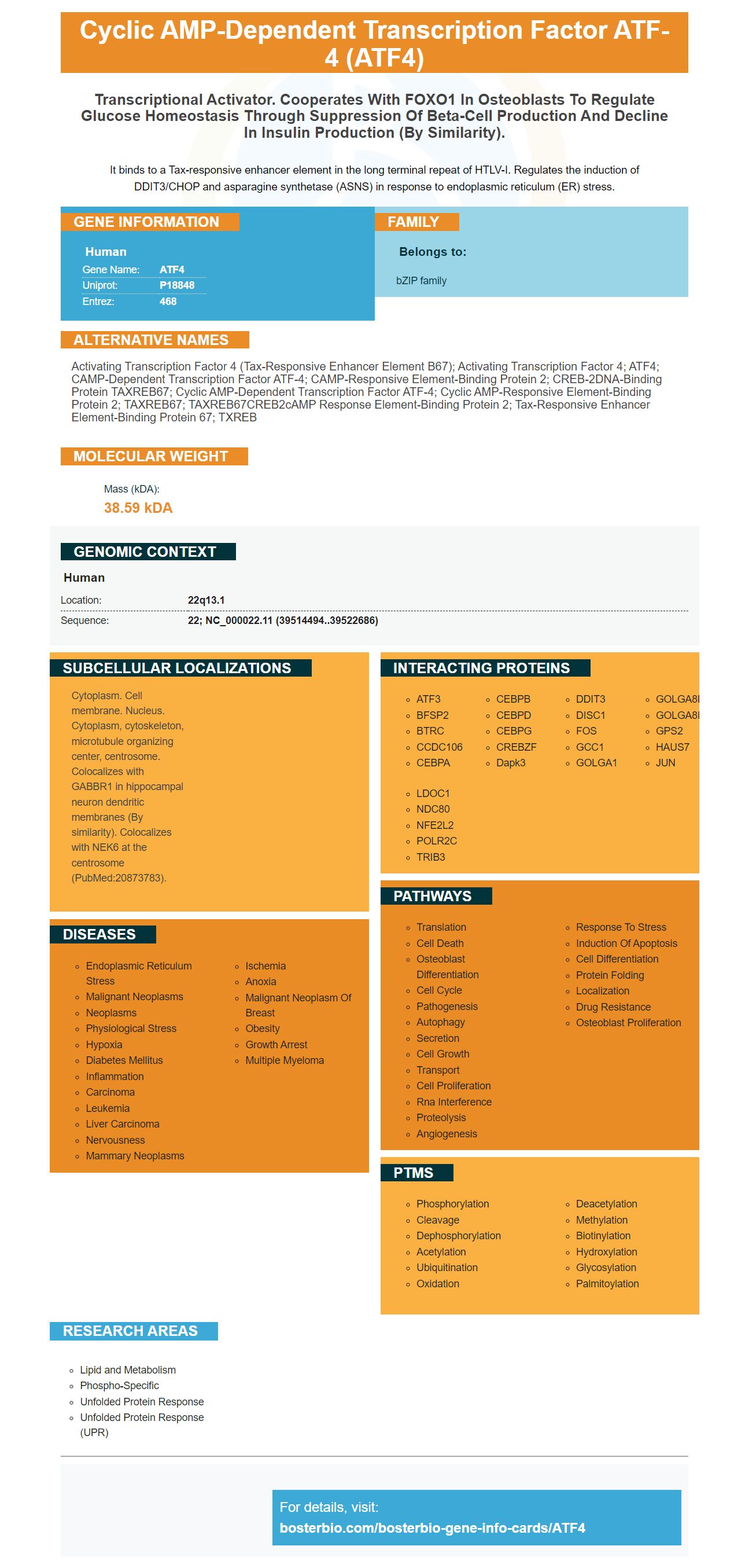 ATF4 Antibodies & ELISA Kits, ATF4 Proteins