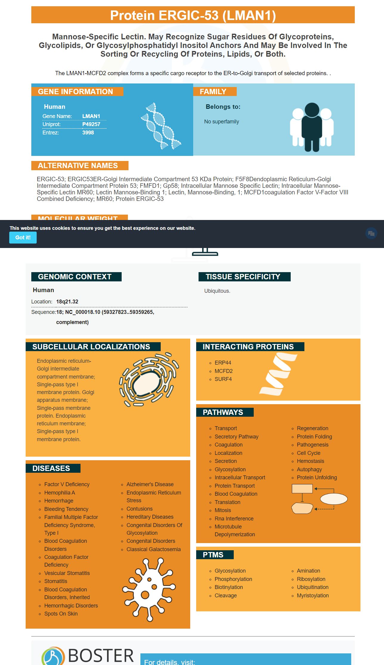 LMAN1 Antibodies & ELISA Kits, LMAN1 Proteins