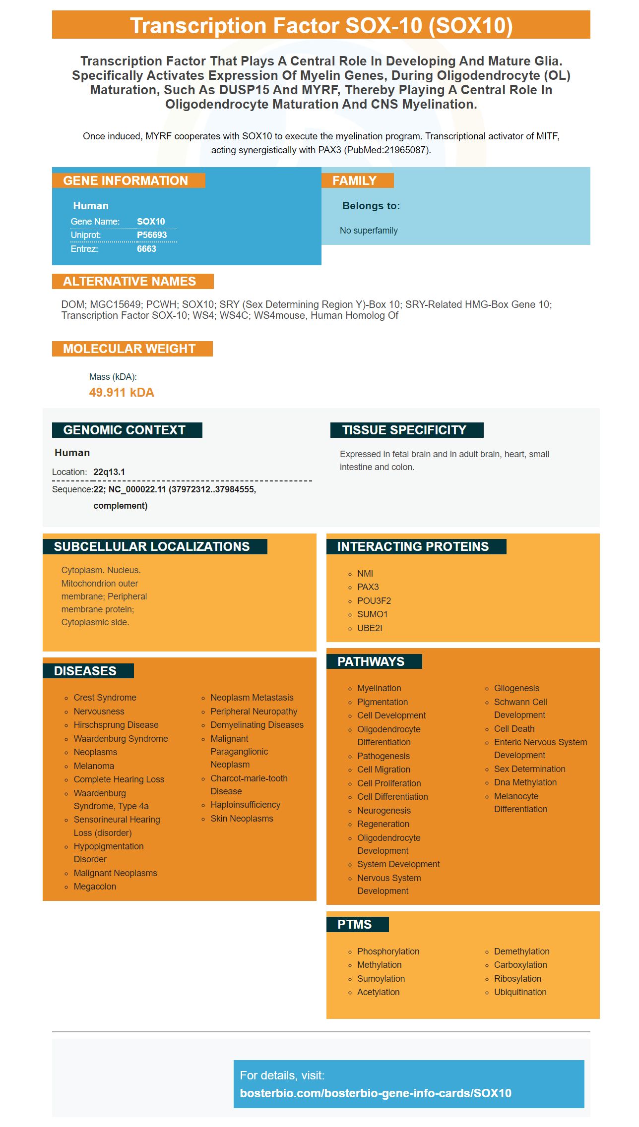 SOX10 Antibodies & ELISA Kits, SOX10 Proteins