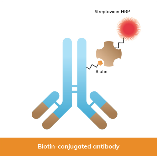 Biotin-conjugated antibody